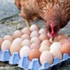 Trayy-Eggs