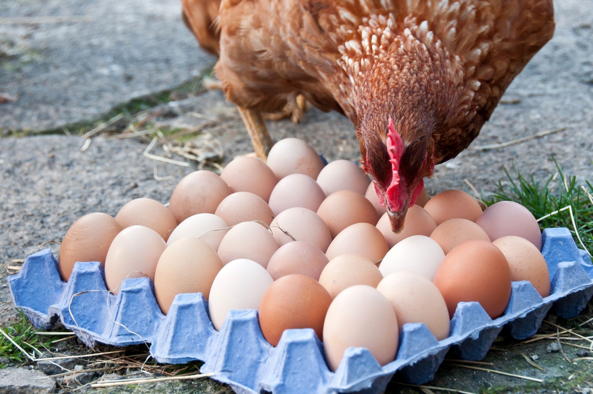 Trayy-Eggs